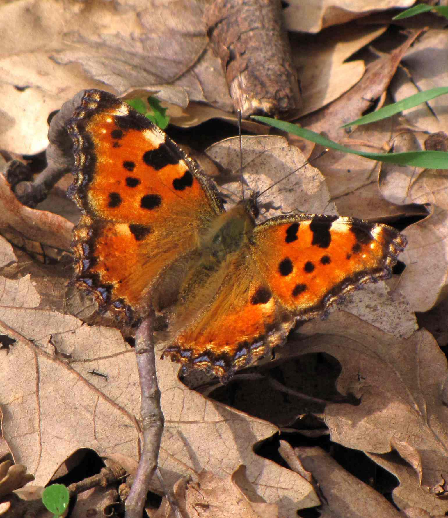 nymphalis : Nymphalis polychloros